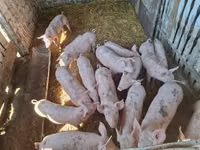 Donuzlar (partiya, cinsi göstərilməyib), Donuzlar — foto 5