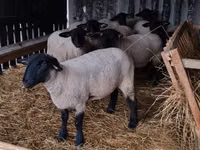 Oi (lot, sex nespecificat), White Suffolk sheep — foto 4