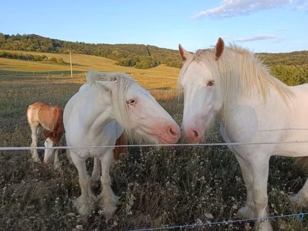 Cai (lot, sex nespecificat), Gypsy horse