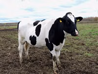 母牛, Russian Black pied cattle — 照片 4