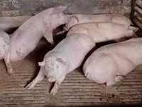 Propunem spre vânzare carne de porc proaspătă și deosebit de delicioasă. — foto 3