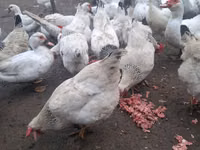Hrana pentru animale si pasari — foto 5