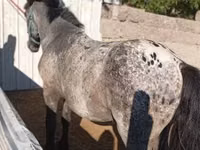 Aygʻir, Appaloosa — 2-rasm