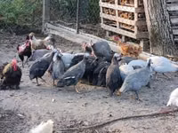 Guinea fowl — photo 3