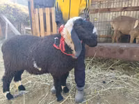 Oveja, Ovejas — foto 1