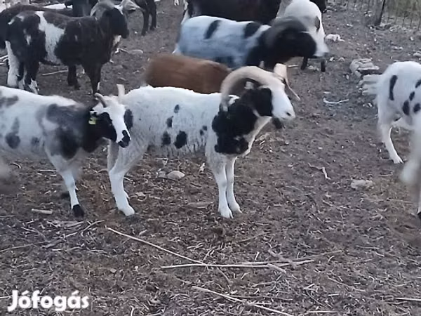 Qoʻchqor, Jacob's sheep
