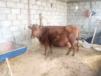 Bou, Bovine — foto 3