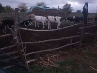 Vaca, Russian Black pied cattle — foto 1