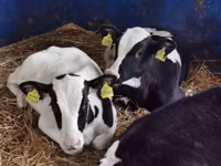 İribuynuzlu mal-qara (partiya, cinsi göstərilməyib), Simmental cattle — foto 5