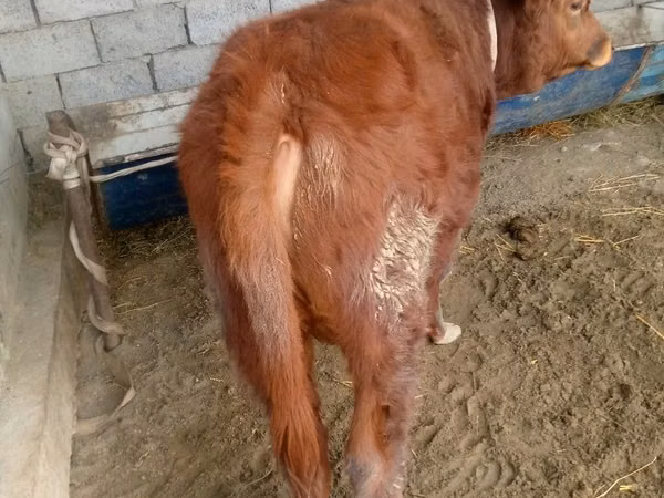 Bou, Bovine