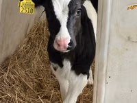 Touro, Russian Black pied cattle — foto 1