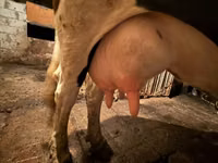 Sigir, Russian Black pied cattle — 3-rasm