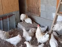 Chickens — photo 3