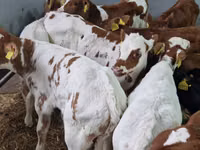 Cattle (batch, sex not specified), Hereford — photo 7