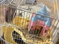 Hamster qefesi ve apilkasi ile bir yerde verirem 1 eded erkek 2 eded — foto 1