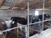 Buğa, Aberdin – Angus — foto 4