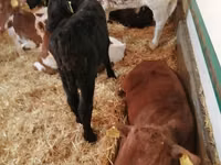 أبقار (دفعة، الجنس غير محدد), Simmental cattle — الصورة 8