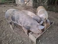 Qaban, Donuzlar — foto 1