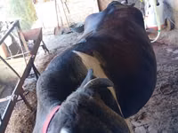 Vaca, Ganado vacuno — foto 5