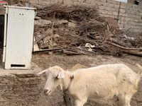 عنزة, Saanen goat — الصورة 6