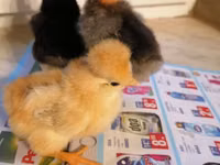 Chickens — फ़ोटो 5