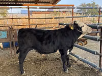 Bou, Simmental cattle — foto 2