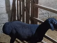 Berbec, Hissar sheep — foto 3