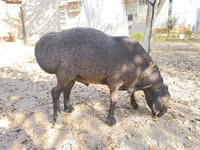 Ram, Hissar sheep — photo 3
