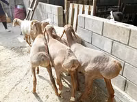 Qoʻy, Arashan sheep — 5-rasm
