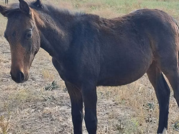 Hengst, Thoroughbred horse