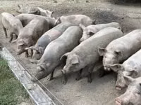 Säue, Schweine — Foto 3