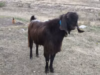 公山羊, Goats — 照片 6