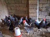 Chickens — foto 2