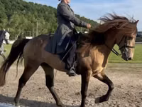 Cal, Rocky Mountain Horse — foto 3