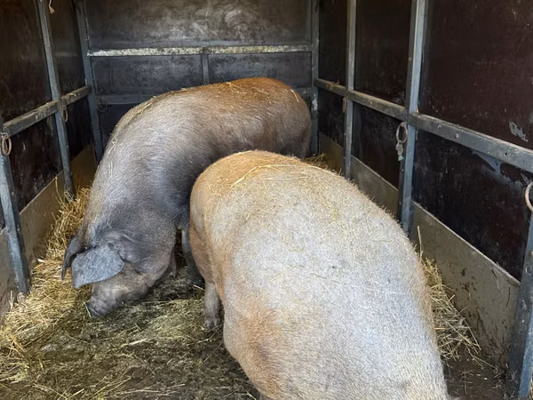 Vier, Porci