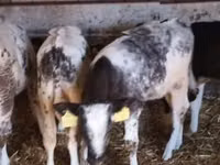Bull, Belgian Blue — photo 2