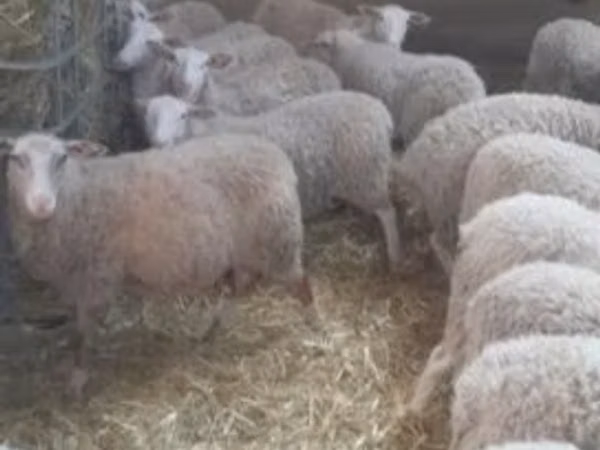 Brebis, Moutons