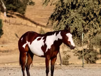 Égua, National Show Horse — foto 4