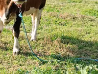 Vacă, Simmental cattle — foto 3