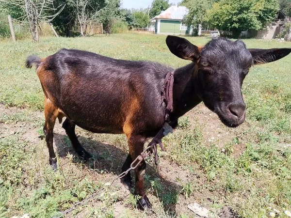 Capră, Italian Alpine goat