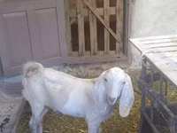 Ziegenbock, Beetal goats — Foto 8