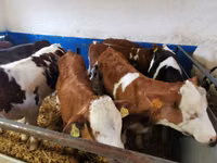 公牛, Simmental cattle — 照片 2