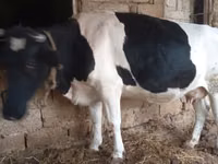 गाय, Russian Black pied cattle — फ़ोटो 5