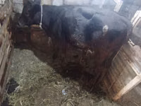 Kuh, Simmental cattle — Foto 5