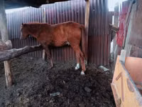 Hengst, Kazakh horse — Foto 3