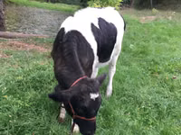 Kuh, Russian Black pied cattle — Foto 2