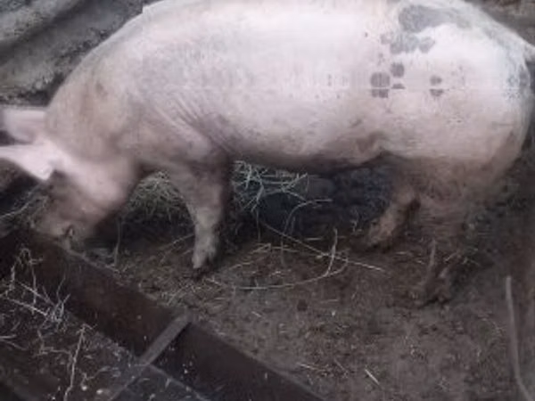 Vier, Porci