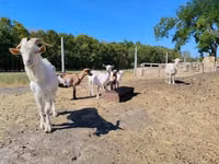 Goats (batch, sex not specified), Goats — photo 4