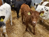 أبقار (دفعة، الجنس غير محدد), Simmental cattle — الصورة 2