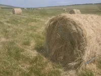 Vînd baloti de lucerna, baloti de iarba — Foto 3